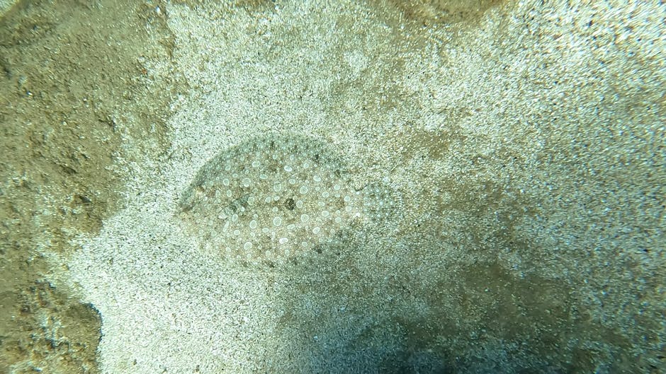 The image shows a close-up underwater scene featuring a white and light gray sea urchin with a round, domed shape covered in small, evenly spaced spines and tiny white tube feet. The sea urchin is nes