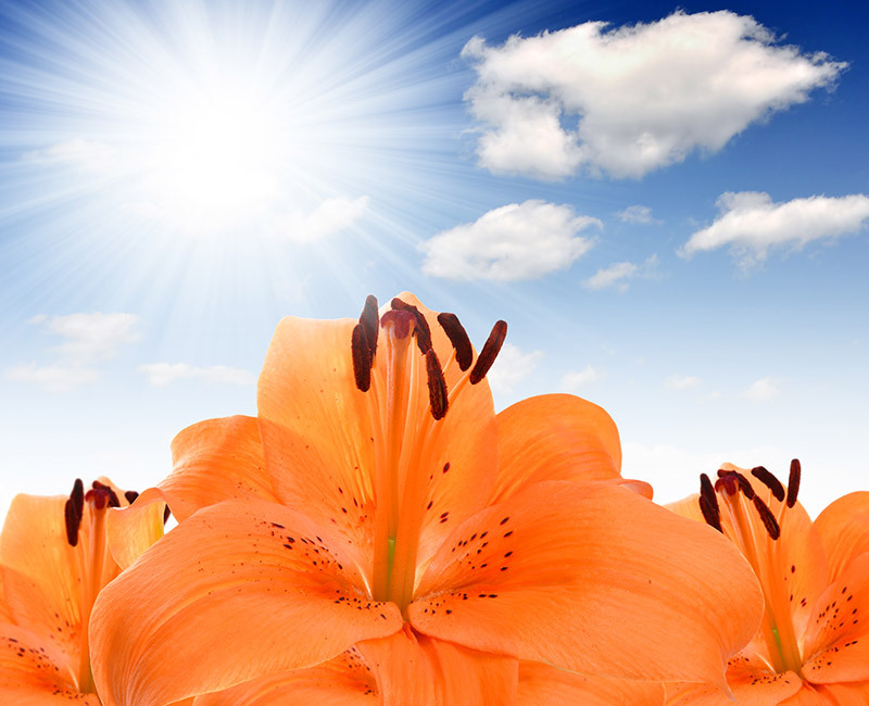 lilies 