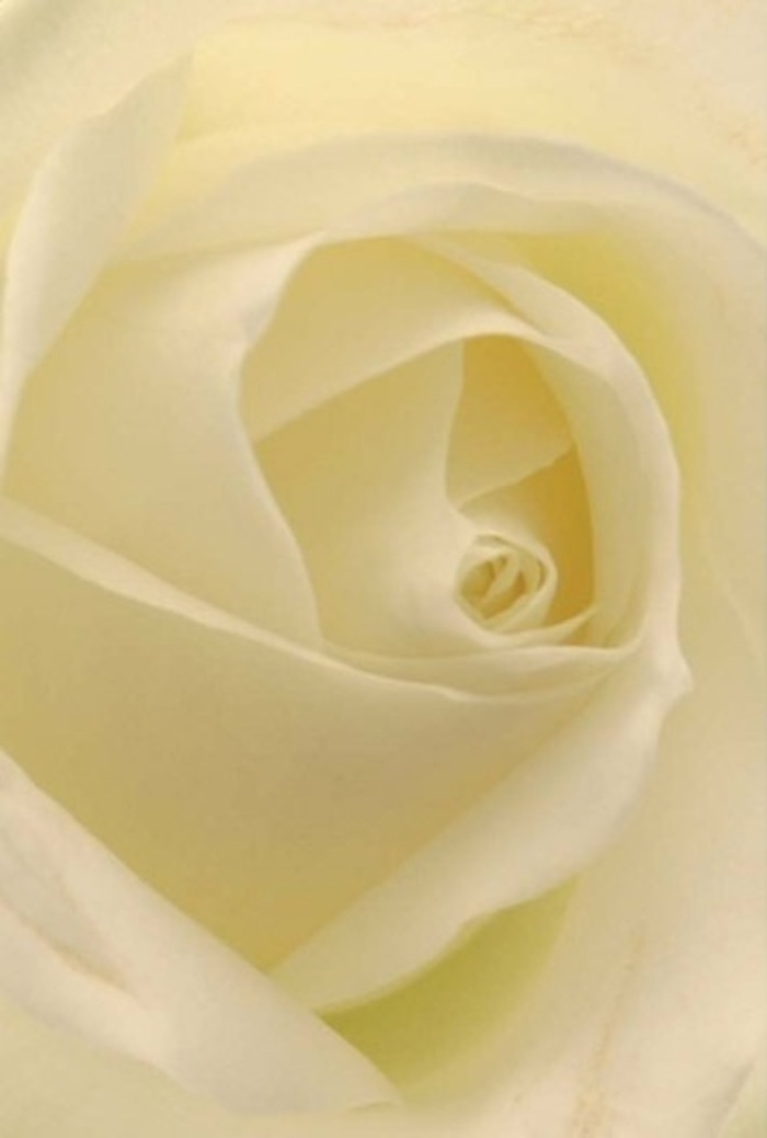 To gaze closely upon this classic white rose is to be absorbed by the soft layering and tranquil elegance within each petal. Crafted by a seasoned Homerton florist, the composition plays with shades of creamy white and gentle shadow, allowing the bloom to appear softly illuminated from within-like the gentle light that fills nearby Victoria Park at dawn. The petals unfurl in a near-perfect spiral, echoing purity and a quiet resilience, their subtle gradients drawing the eye into the heart of the rose as if inviting you to contemplate its stillness. A sense of calm and sophistication radiates outward, alluding to life's most heartfelt occasions: the mending of friendships, declarations of love, or solemn remembrances. The fragrance-soft, serene, with notes of freshly trimmed stems-completes the portrait, establishing the flower as a harmonious centrepiece for wedding tables, apology bouquets, or to simply uplift a Homerton home with understated grace and beauty. Every aspect, from delicate arrangement to glowing hue, reflects the florist's artistry and the neighborhood's warm spirit.
